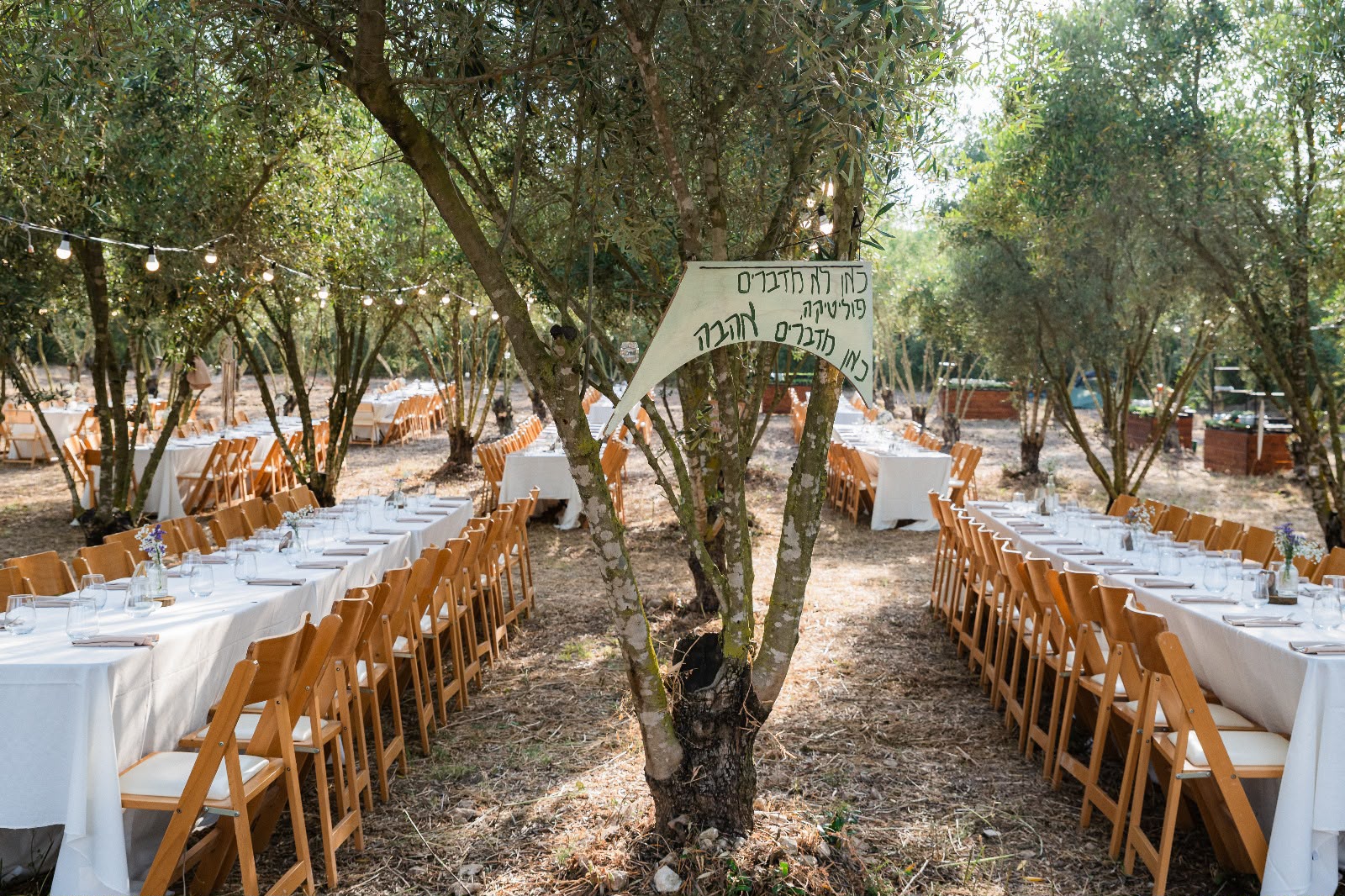 שולחנות אירוח ארוכים בין עצי זית בחתונת שטח